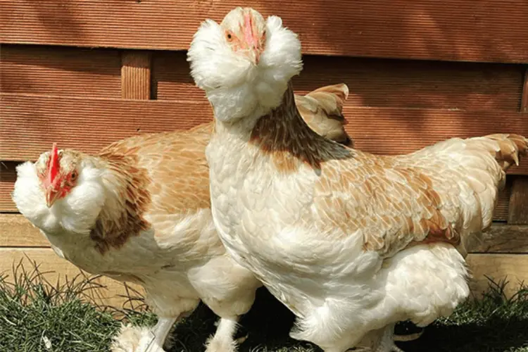favorelle chickens