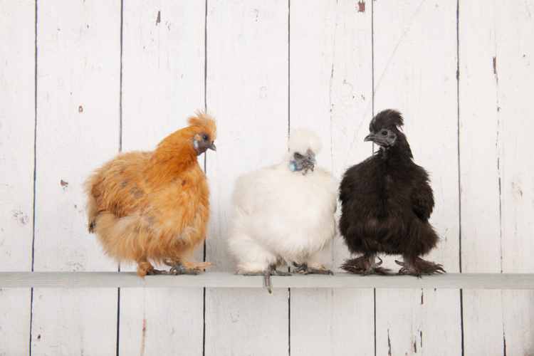 three silkie chickens