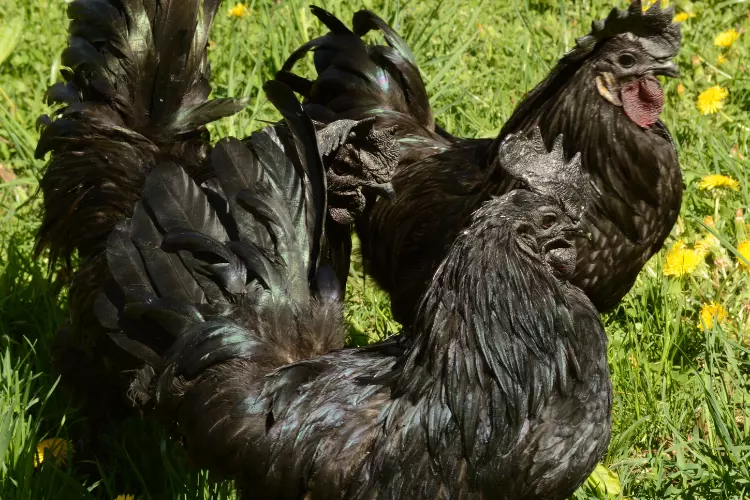 Ayam Cemani Chickens