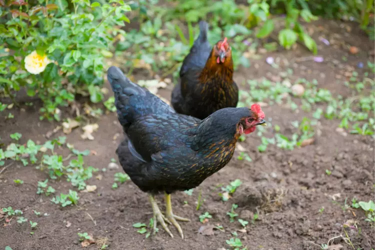 Black Australorp chicken