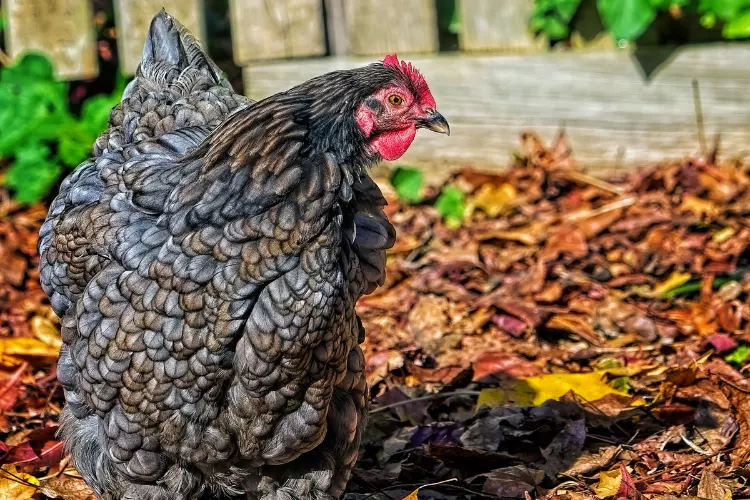 Black Cochin Chicken