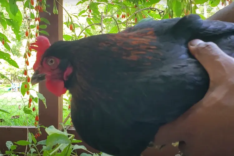 Black Copper Marans hen