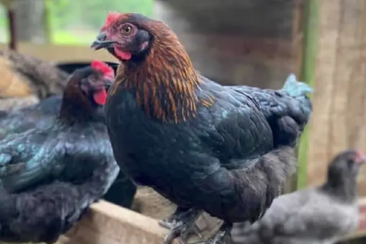 Black Copper Marans hens