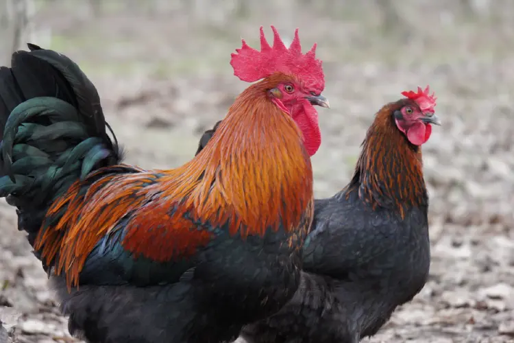 Black Copper Marans rooster and hen