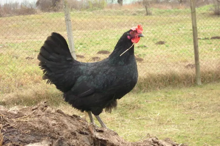 Black shumen hen