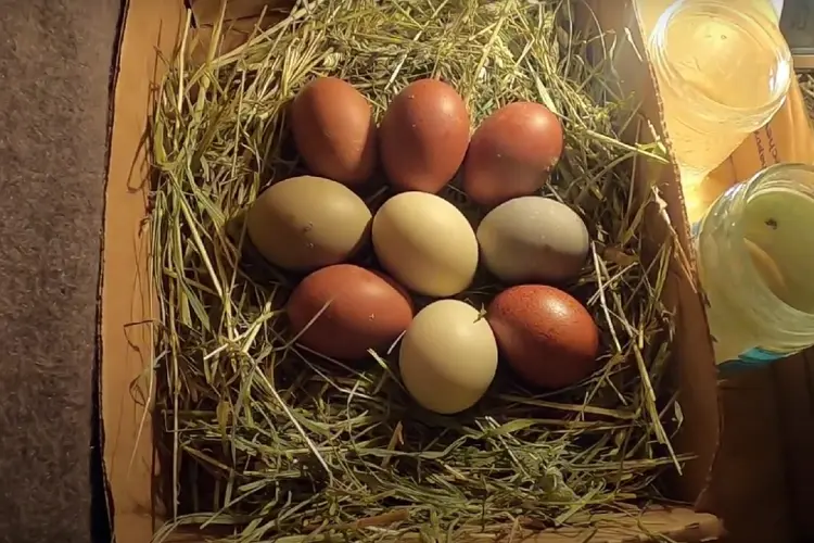 Blue Laced Red Wyandotte eggs