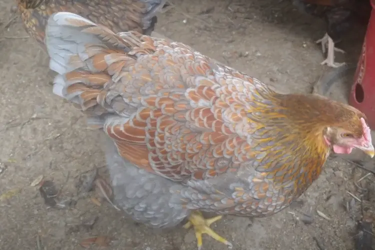 Blue Laced Red Wyandotte hen