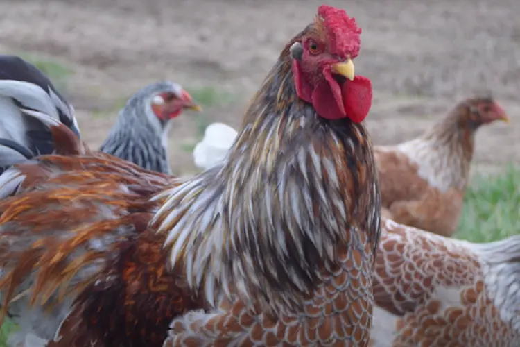 Blue Laced Red Wyandotte rooster