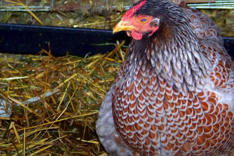 Blue Laced Red Wyandotte