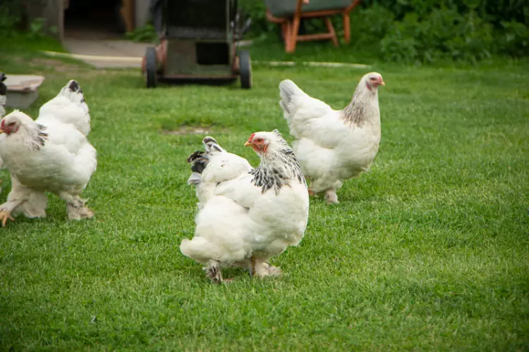 Brahma chicken on the farm