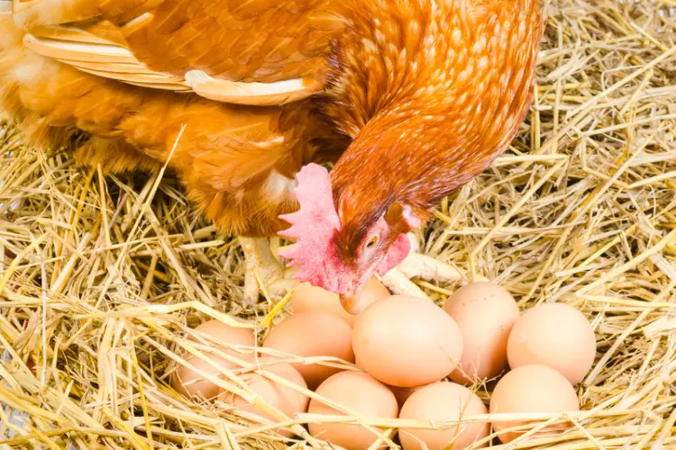 Brown Eggs with Hen on a Chicken Nest