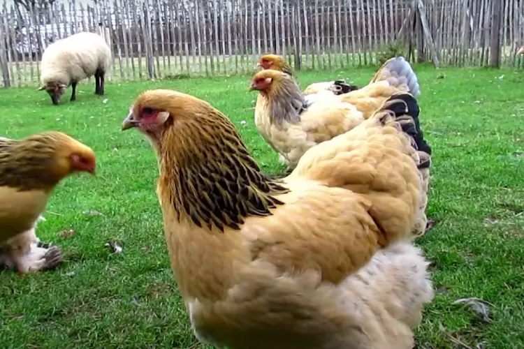 Buff Brahma Chicken hen
