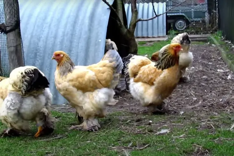 Buff Brahma Chicken hens