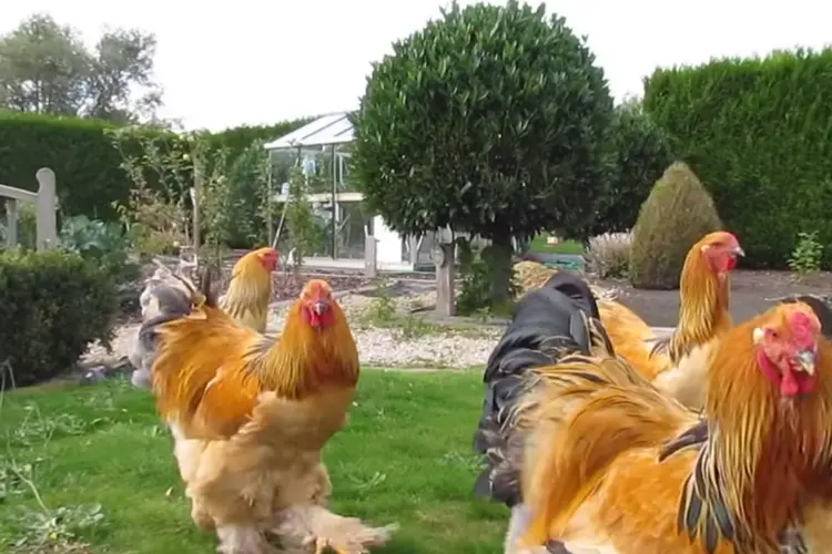 Buff Brahma Chicken roosters
