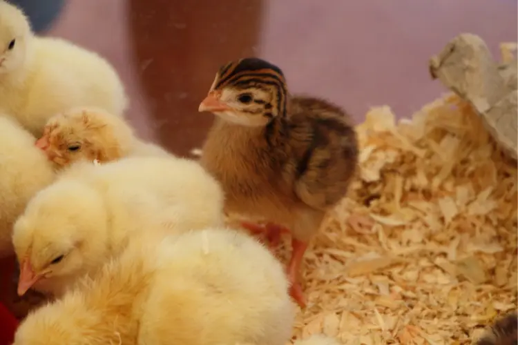 Chick in a brooder