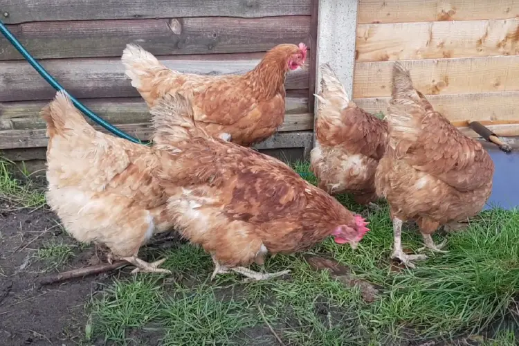 Cinnamon Queen Chicken eating grass