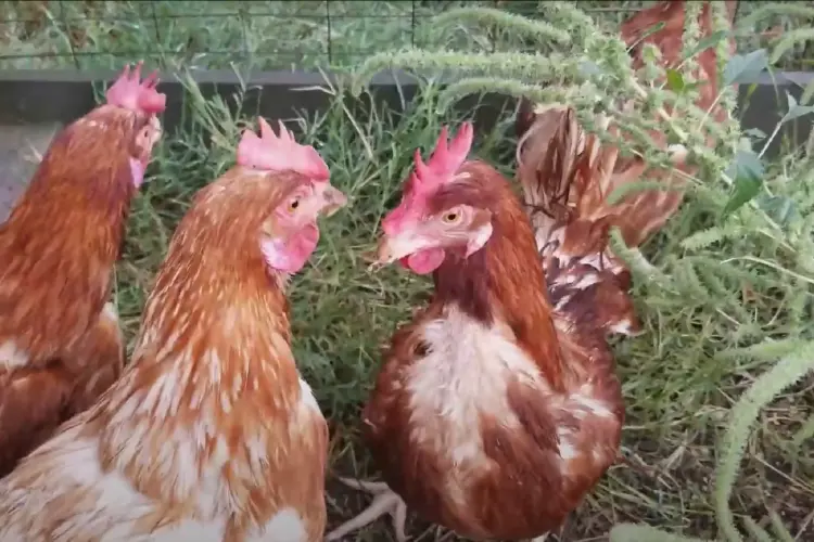 Cinnamon Queen Chickens lookingeach other