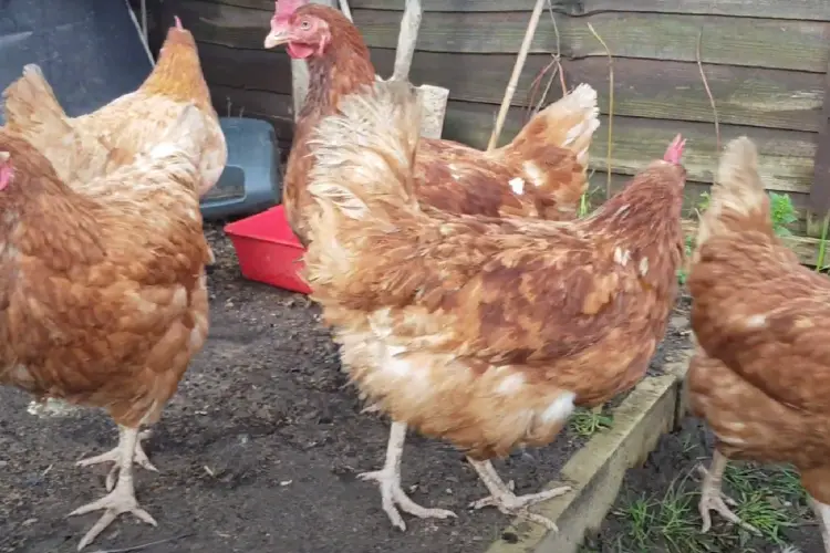 Cinnamon Queen Chickens