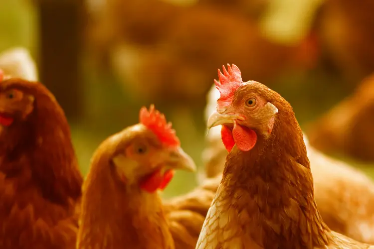 Close-Up Shot of Roosters