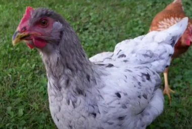 Complete Guide to Sapphire Splash Chicken Breed