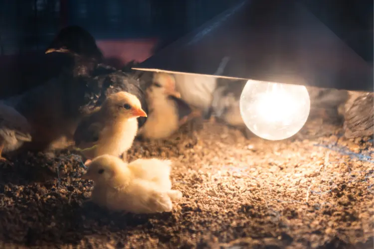 How Long Do Chicks Need a Heat Lamp