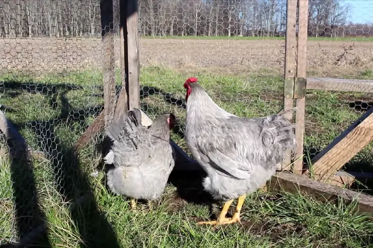 Lavender Wyandotte hen and rooster in chicken coop