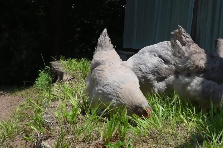 Lavender Wyandotte hens in the farm