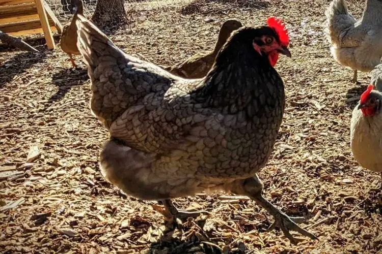 Rhode Island Blue Chicken Breed