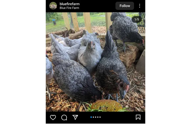 Rhode Island Blue Chickens eating