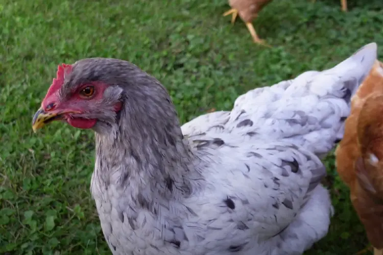 Sapphire Splash Chicken Breed