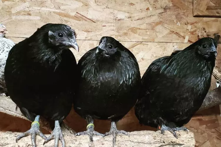 Swedish Black Hen