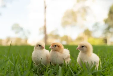 Yellow baby chicks in grass