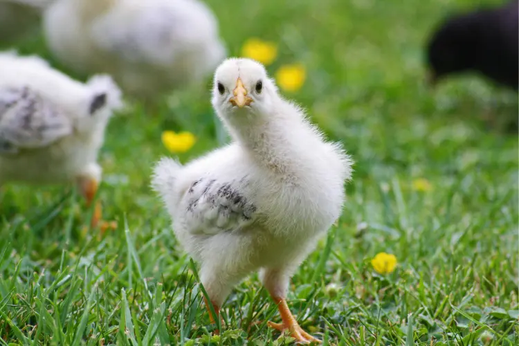 Young White Chick on Grass