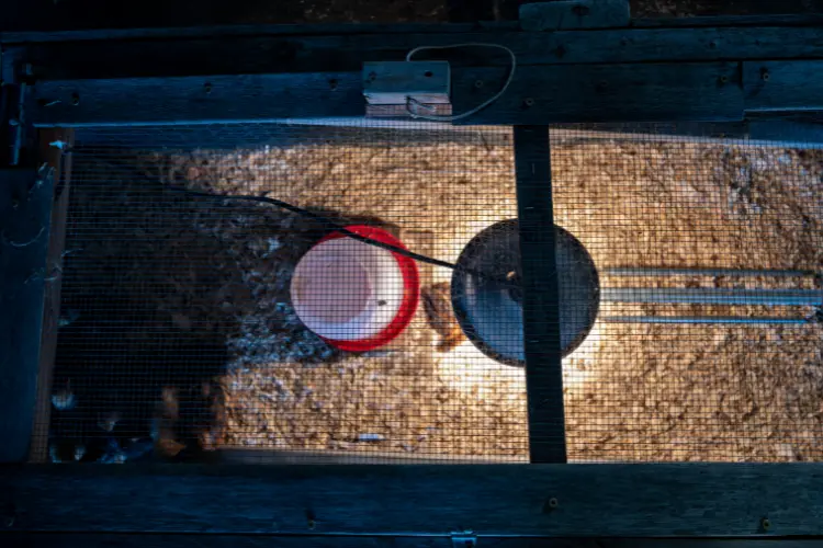 a brooder with heat lamp