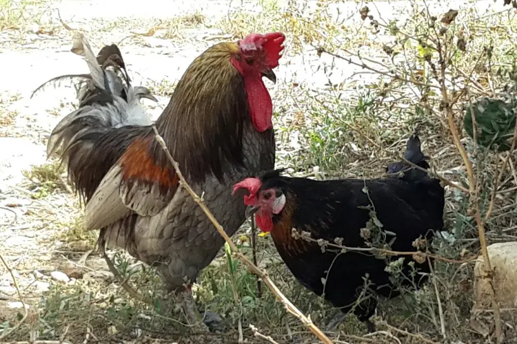 a hen and rooster in the farm