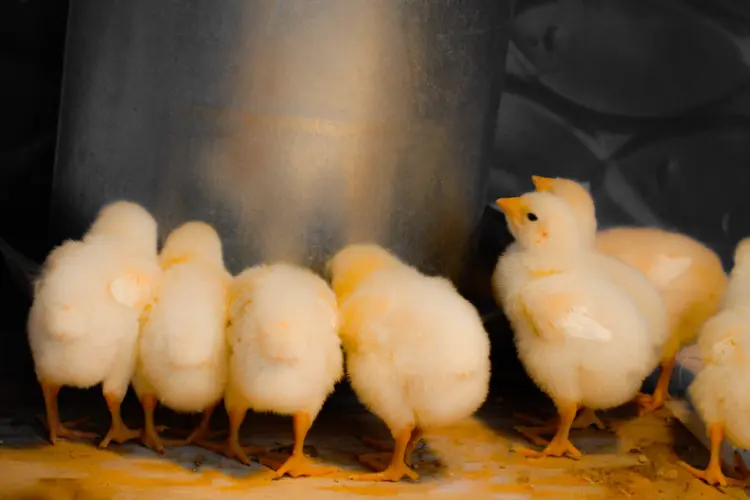 baby chicks drinking water