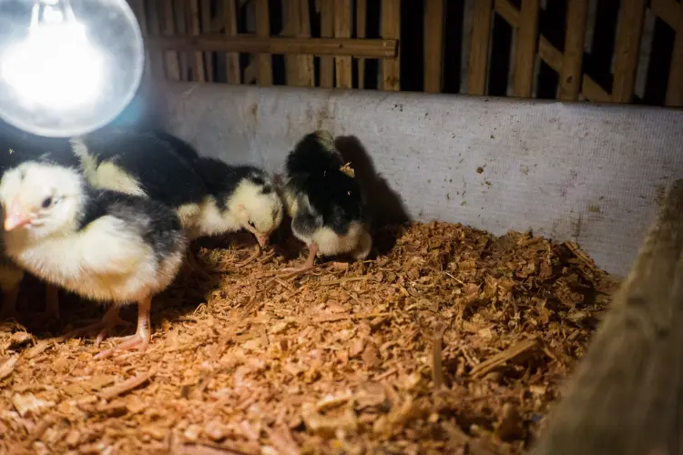 baby chicks in the coop with heat lamp