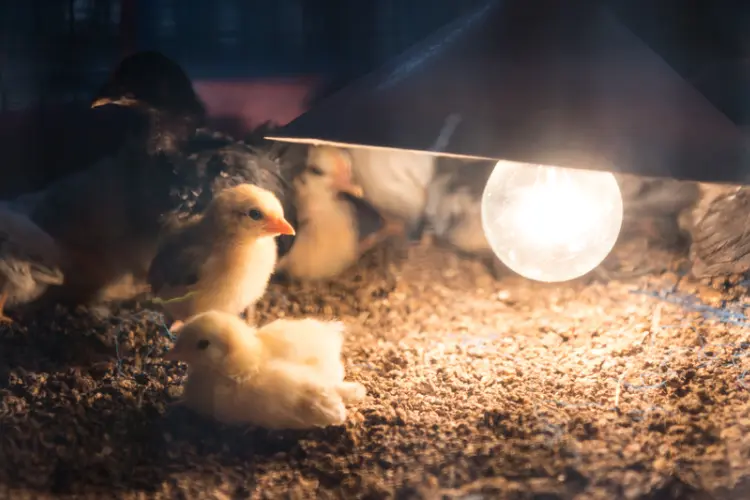 baby chicks with a lamp