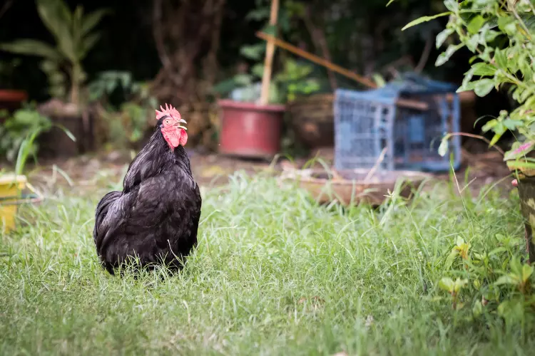 black Orpington chicken