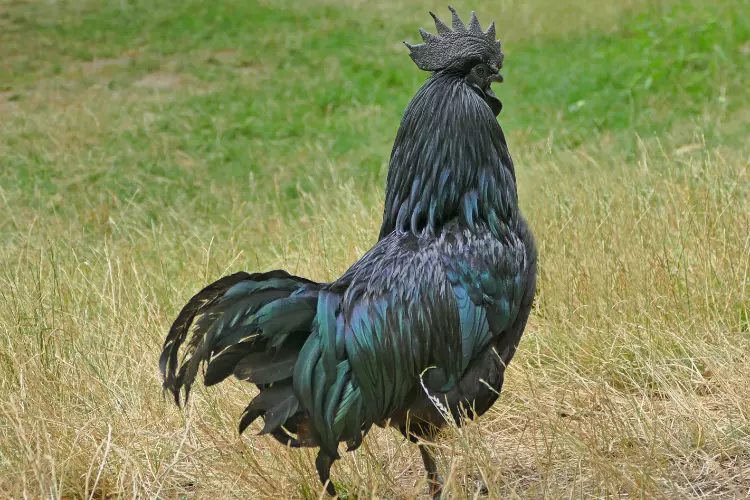 black chicken Kadaknath