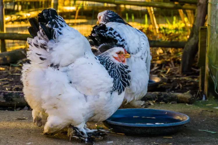 brahma chicken drinking water