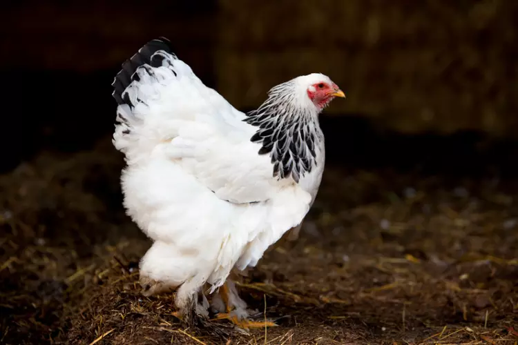 brahma hen