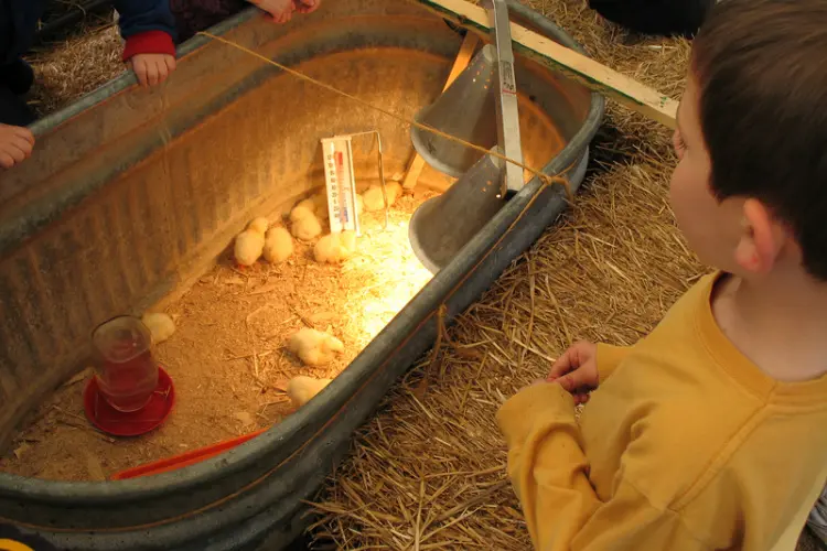 brooder with temperature