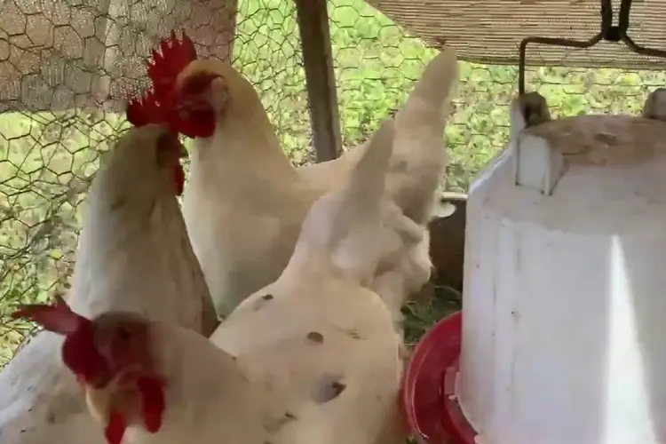 california tan chicken in the coop