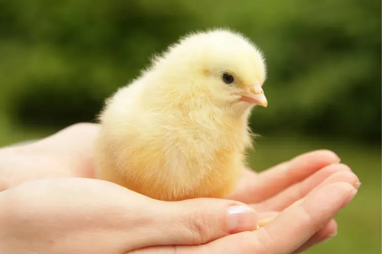 chick on top of a palm