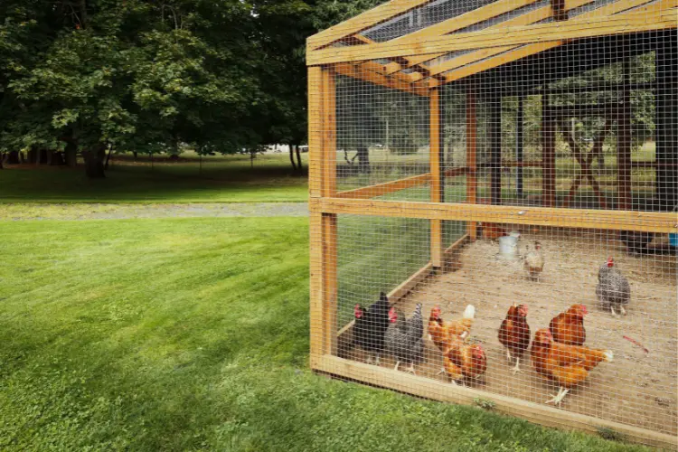 chicken coop with sand bedding