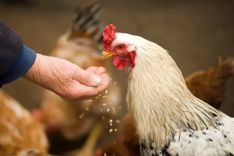 chicken hand feeding