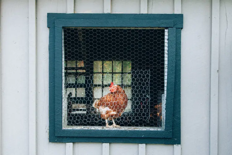 chicken standing inside a coop