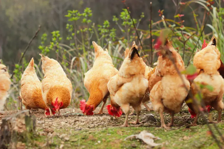 chickens eating in the farm