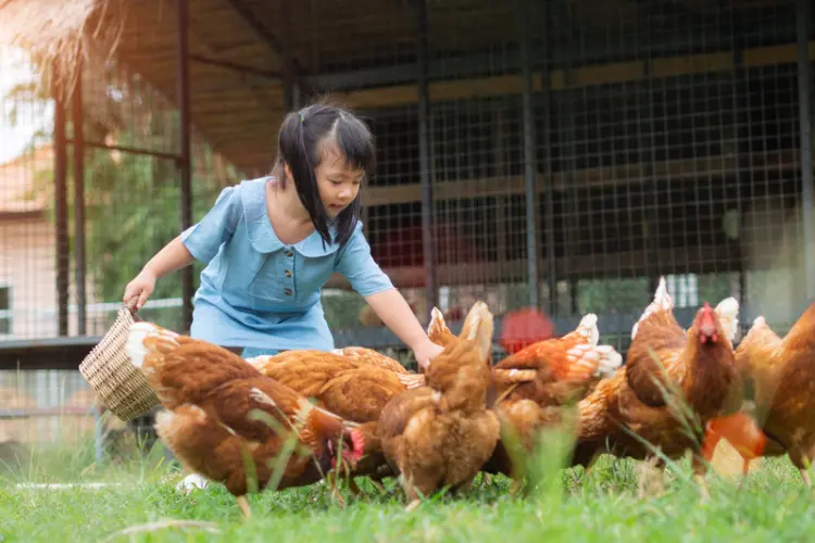 child feeding her chickens